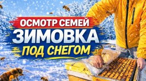 Осмотр пчелосемей после зимовки под снегом