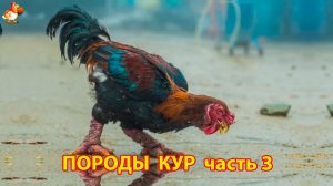 Породы кур интересные и необычные (3)