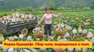 Ферма Бушкрафт в Пханге. Вьетнам. Сбор тыкв, выращенных в поле,  для продажи.