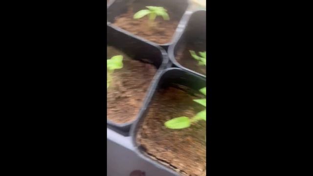 Пасха и рассада