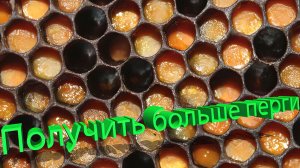 Секретная подкормка профессора Кашковского для РЕКОРДНОЙ перги 🚀