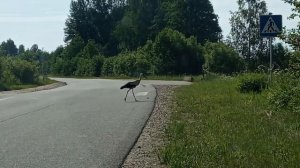 АРХИВ 19-Й ГОД. АИСТ У ДОРОГИ.