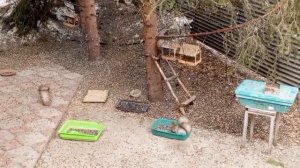 субботний вольный зоопарк за окном