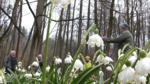 Bledule 2026, 21.březen /  Подснежники цветут 21 марта