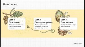 Биология 7 класс параграф 8 ОТДЕЛ ГОЛОСЕМЕННЫЕ РАСТЕНИЯ