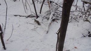 Конец октября в Основинском. Белка и поползень.