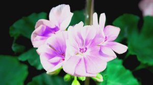 Chill Music for Deep Work  Calm Background _ Boost Productivity