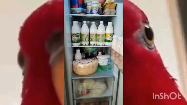 МЕЧТА КОТА🐱