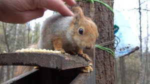Толстая, Модель и Белка с Хвостиком. Зарисовка