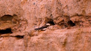 Дикие выходные с Павлом Глазковым. Памятник природы «Обнажения девона на реке Оредеж у п.Белогорка»