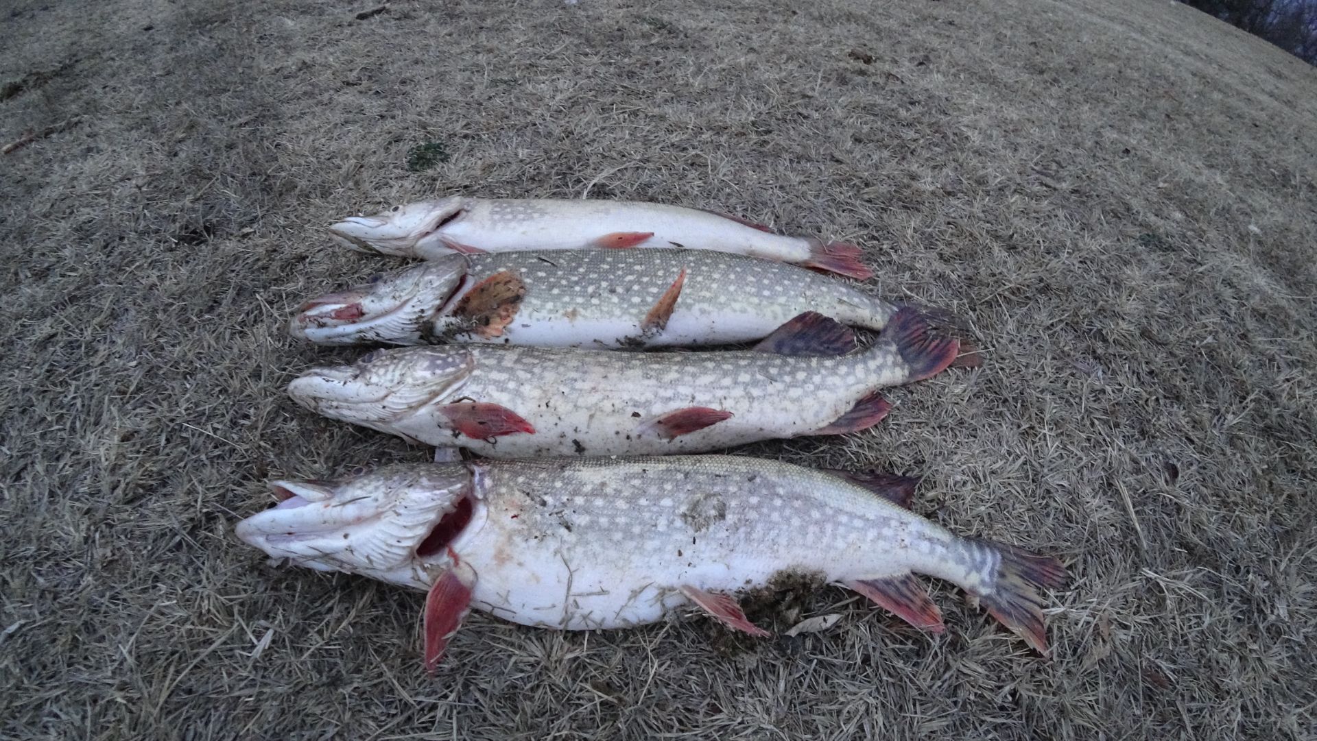 ПОЛЧИЩЕ ЩУКИ, СУДАК на спиннинг, джиг! Вечерний аттракцион ШНУРКОВ ПОЙМАЛ-ОТПУСТИЛ!