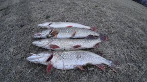 ПОЛЧИЩЕ ЩУКИ, СУДАК на спиннинг, джиг! Вечерний аттракцион ШНУРКОВ ПОЙМАЛ-ОТПУСТИЛ!