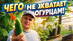 Кривые огурцы? Причины и устранение.