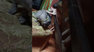 наш прекрасный мир) мои любимые детки. смешные животные