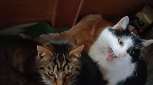 Квест. найди рыжего кота