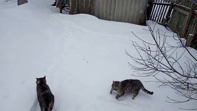 АРХИВ 19-Й ГОД. ВЕРБА ПРОСНУЛАСЬ, ПРОГУЛЯЕМСЯ.