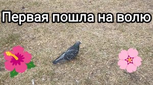 11-04-2026. Первая пошла на волю!