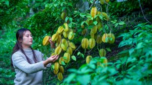 Звездный фрукт: каждый плод — идеальная пятиконечная звезда!