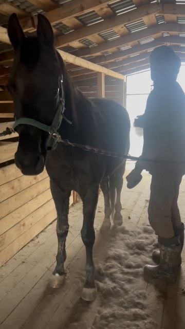 Наводим красоту 🫶
#приютСудьба #приют #приютдляживотных #животные #лошади