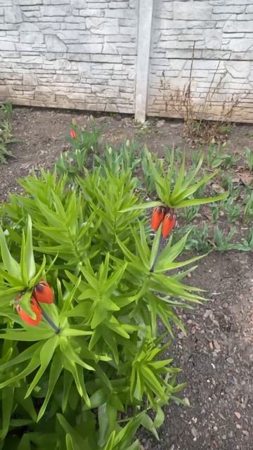 ДНР. Харцызск. Цветы у дома. 10.04.2026. Эпизод 2