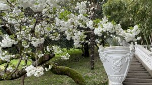 Отпуск в Сочи. Парк Южных культур. Часть 1. Лягушки, лебеди, тюльпаны.