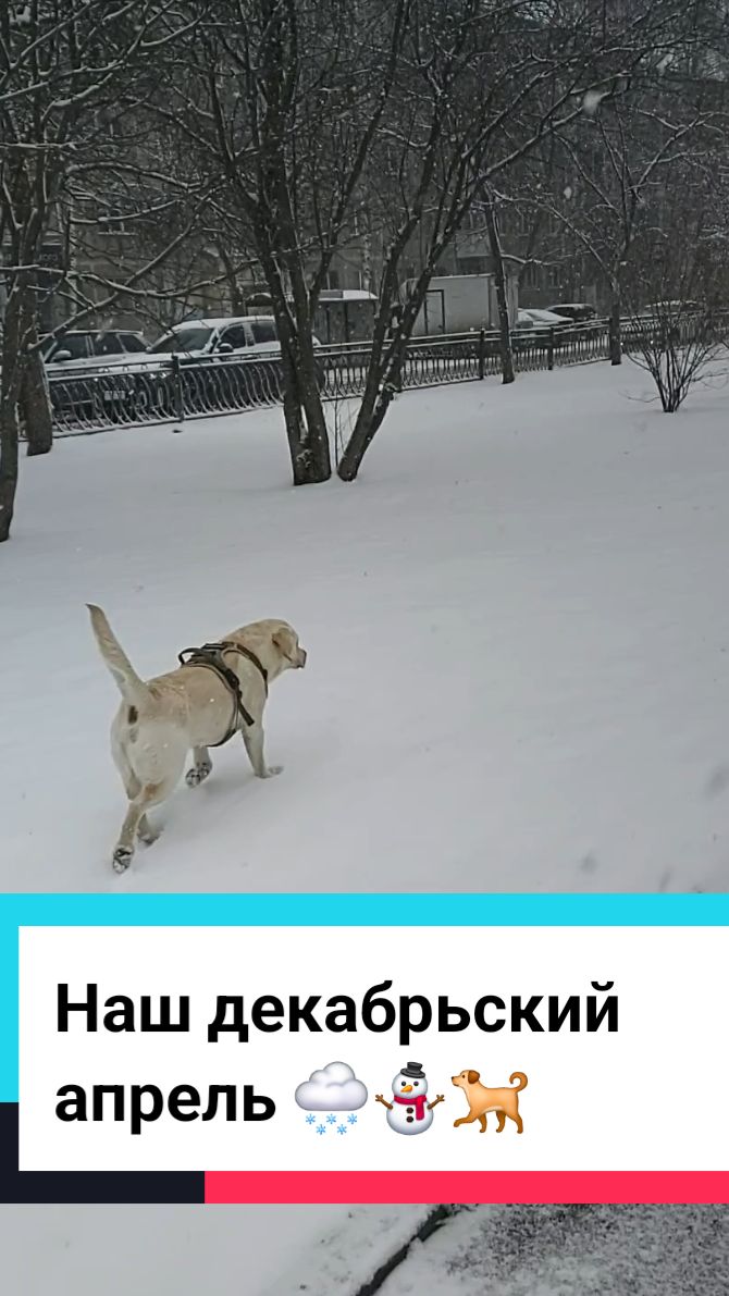 Аномалии Урала: За один день из весны в снежную сказку 🌨️