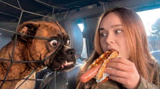 Приколы с животными🤗 Смешные видео про животных 🤗СМЕШНОЕ ВИДЕО😍 Наши любимые смешные животные