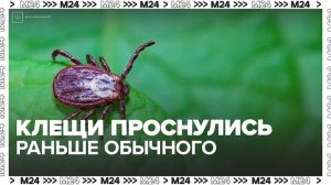 В Москве и области зафиксировано почти 150 укусов клещей - Москва 24