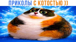 КОТОСТЬ ЖИРНАЯ ))) Приколы с котами | Мемозг 1741
