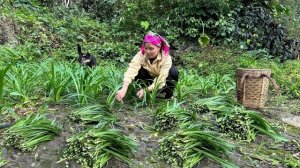 Сбор урожая зеленого лука для продажи на рынке, уход за свиньями. Жизнь во Вьетнаме