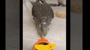 проказник играет