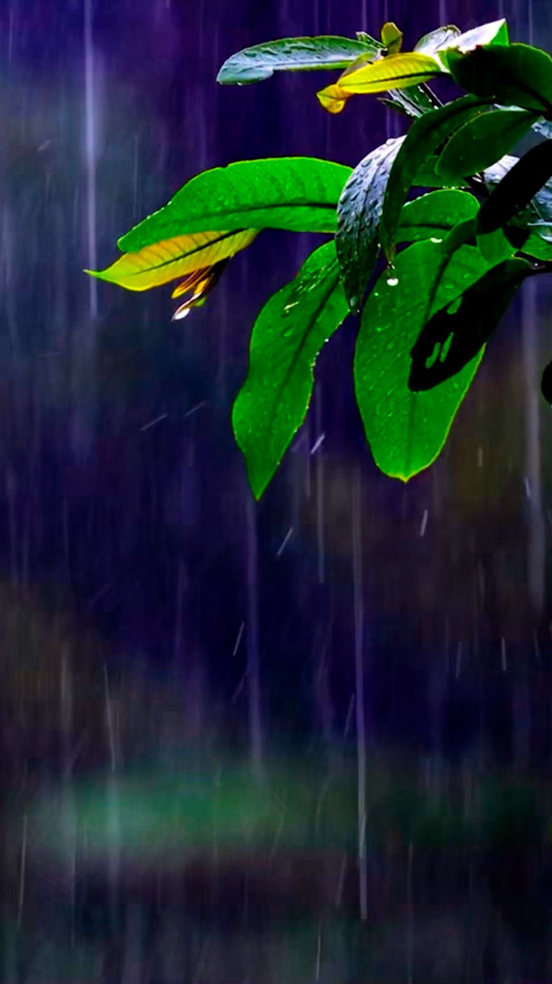 ☔️ ШУМ ДОЖДЯ И УСПОКАИВАЮЩАЯ МУЗЫКА ДЛЯ СНА 🎵 РАССЛАБЛЯЮЩАЯ МУЗЫКА ДЛЯ ДУШИ И ВЕСЕННИЙ ЗВУК ДОЖДЯ