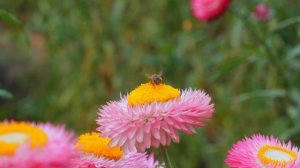 🔊 𝙴𝚞𝚛𝚘𝙼𝚊𝚛𝚝𝚒𝚗𝚊 - 𝙾𝚌𝚊𝚛𝚒𝚗𝚊 𝚂𝚘𝚗𝚐 𝚃𝚑𝚎𝚖𝚎 𝟺