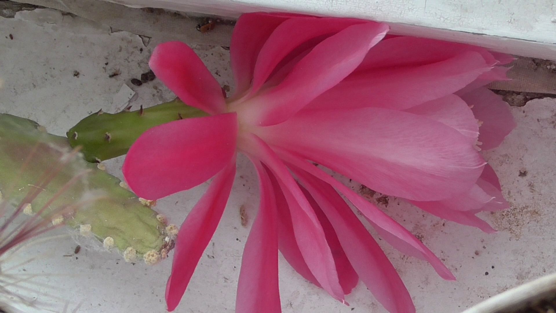 Сегодня 11 апреля 2026 год. У меня цветёт кактус. Лесной кактус — Эпифиллум