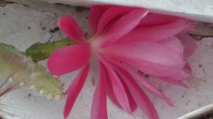 Сегодня 11 апреля 2026 год. У меня цветёт кактус. Лесной кактус — Эпифиллум