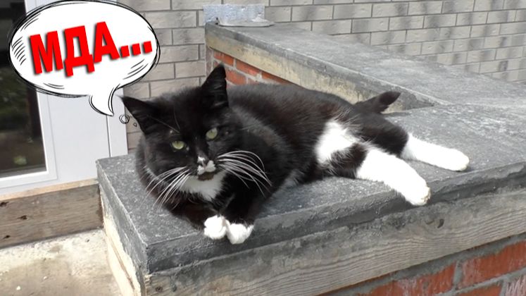 🪨НАШЕ КРЫЛЬЦО. Бетонный подоконник. Залил гудроном⬛. КУЧА КОСЯКОВ! Я в шоке, все в шоке…