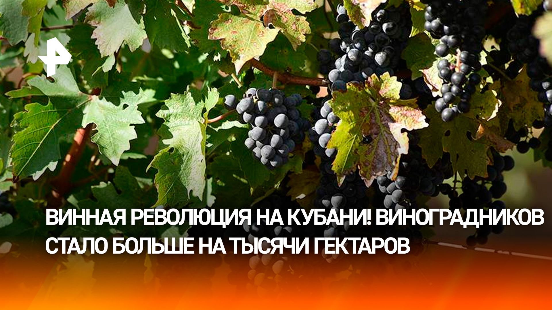 Первый "винный город" в России: Геленджик удивил рекордным масштабом