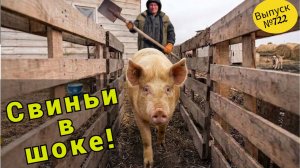 Что будет, когда поросята выйдут на улицу, где холодно и сыро? Смотрим!