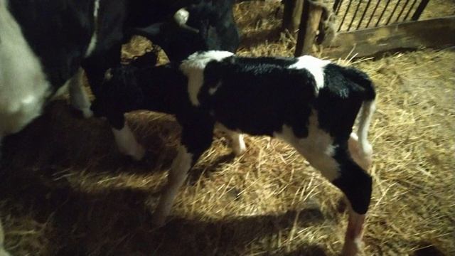 Отелилась корова после 4-х месяцев запуска.