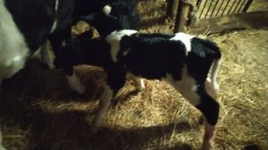 Отелилась корова после 4-х месяцев запуска.