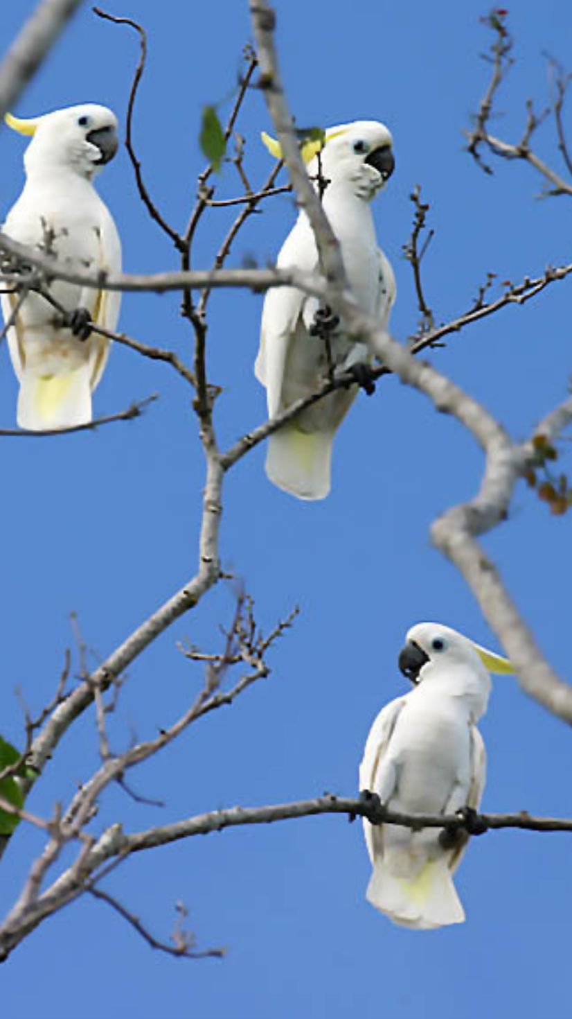 Большой желтохохлый какаду Тритон (Cacatua galerita triton) в густых лесах острова Новая Гвинея