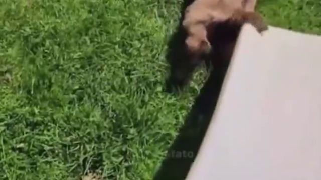 Миотоническая коза — это порода с особенностью, из-за которой она склонна к застыванию или падению