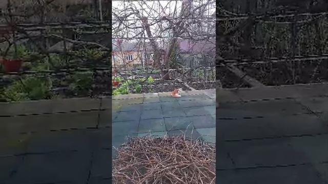 Мася Огород Весна