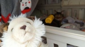 магия в школе котиков!