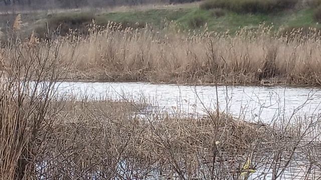 Прогулка по лугу 11-04-2026