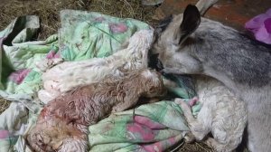 Чудо чудное Диво дивное