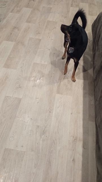 Пузырьки #моипитомцы #собачка #умнаясобачка #пузырьки