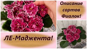 Описание сортов Фиалок! ЛЕ-Маджента!