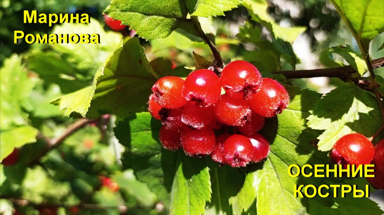 © Марина Романова "ОСЕННИЕ КОСТРЫ"
