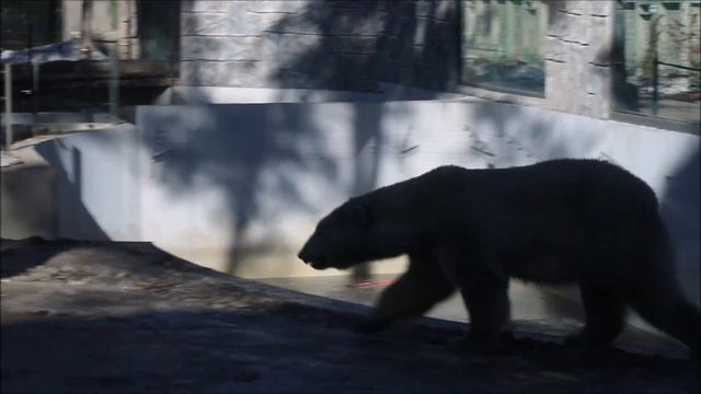 У медвежат Белки и Стрелки есть вода, но они не хотят плавать 09.04.2026